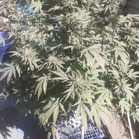Coco menta  growlog timeline photo