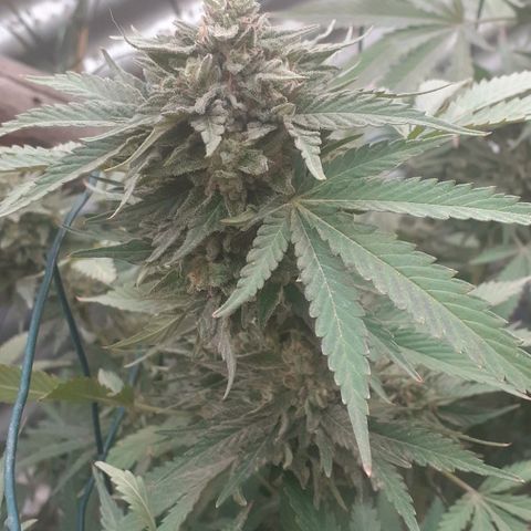 Coco menta  growlog timeline photo