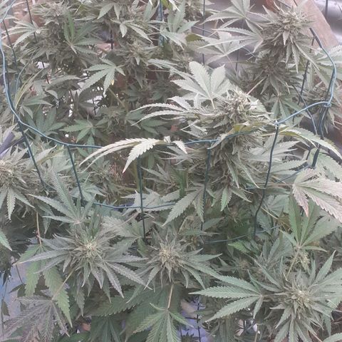 Coco menta  growlog timeline photo