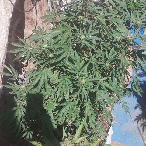 Coco menta  growlog timeline photo