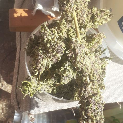 Purple growlog timeline photo