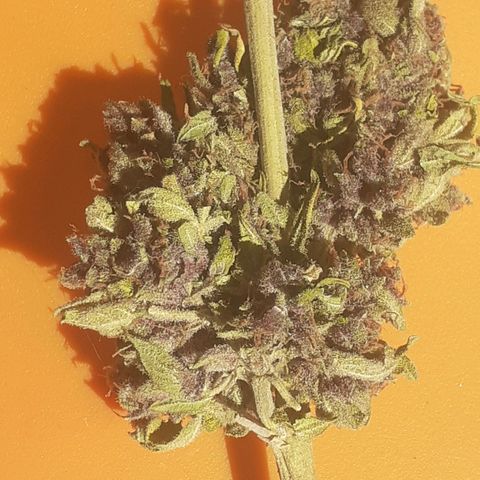 Purple growlog timeline photo