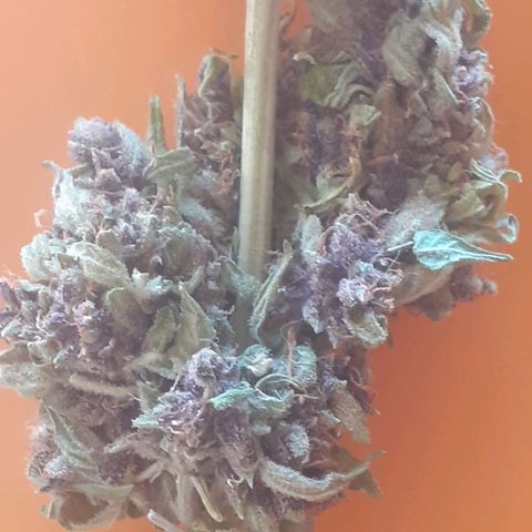 Purple growlog timeline photo