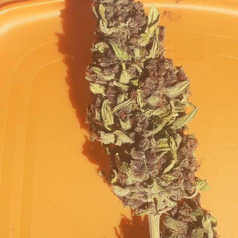 Purple growlog timeline photo