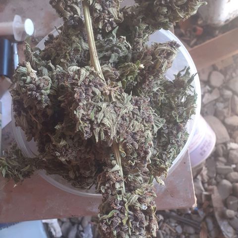 Purple growlog timeline photo