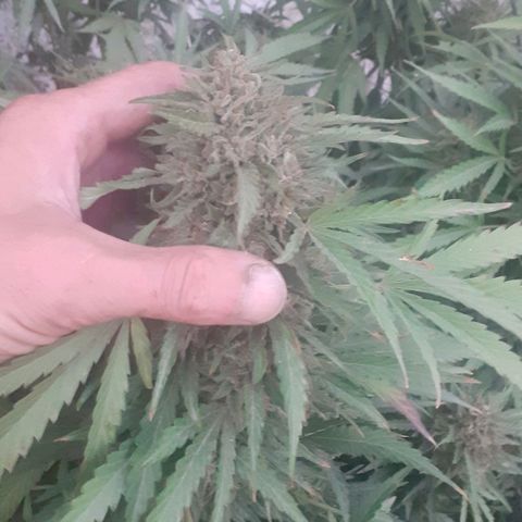 CHMOG growlog timeline photo