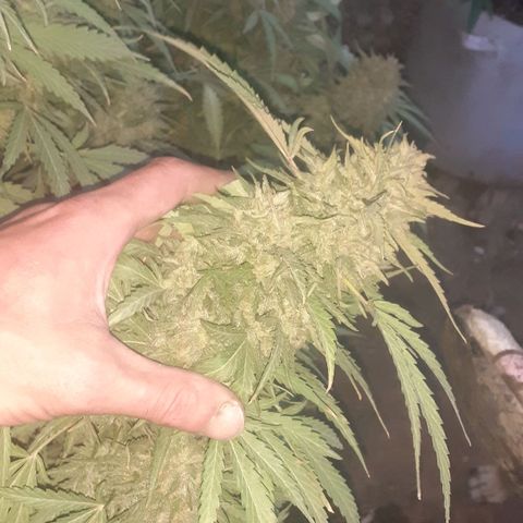 CHMOG growlog timeline photo