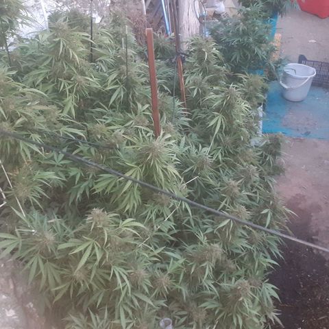 CHMOG growlog timeline photo
