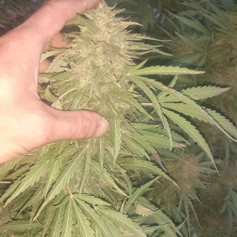 CHMOG growlog timeline photo