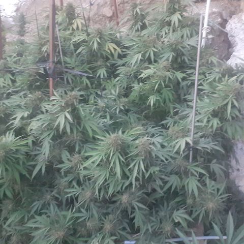 CHMOG growlog timeline photo