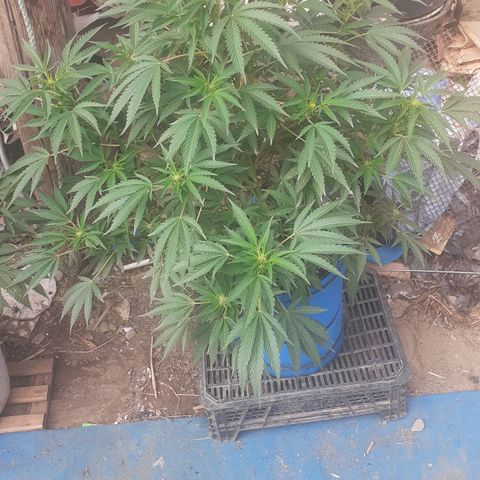Experiment growlog timeline photo