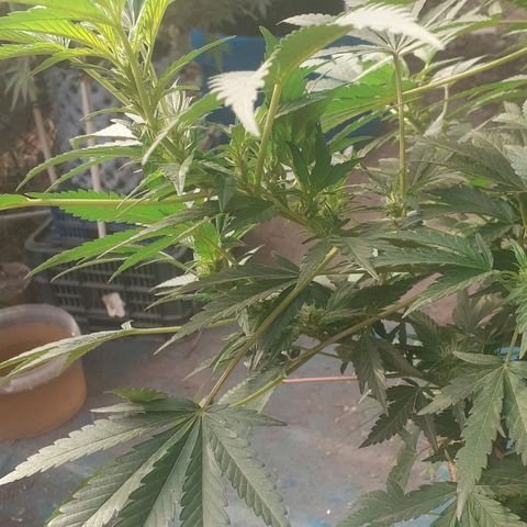 Experiment growlog timeline photo