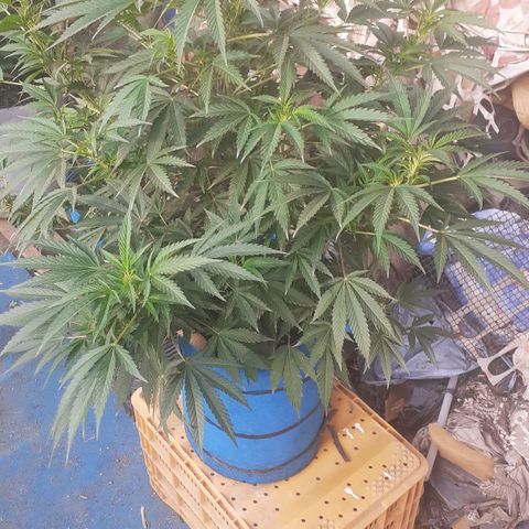 Experiment growlog timeline photo