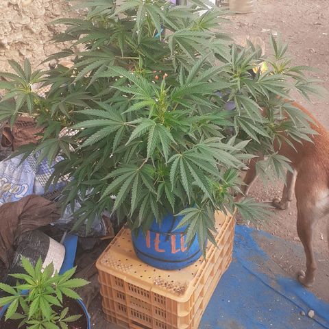 Experiment growlog timeline photo