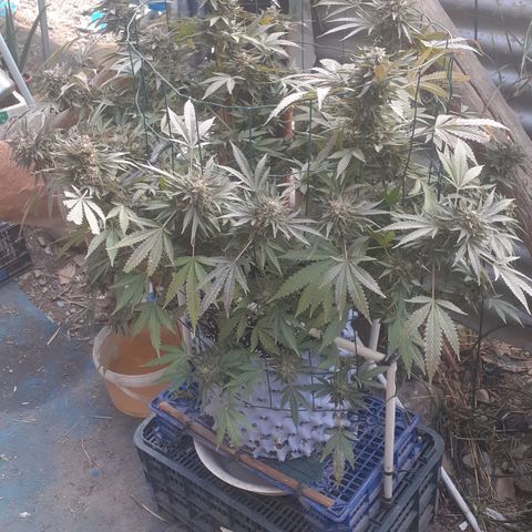 Coco menta  growlog timeline photo