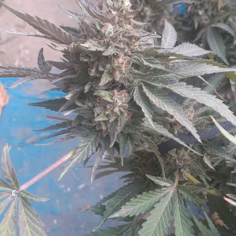 Coco menta  growlog timeline photo