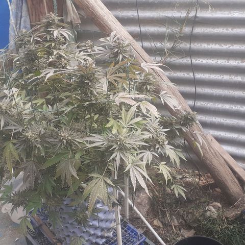 Coco menta  growlog timeline photo