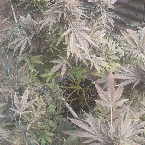 Coco menta  growlog timeline photo