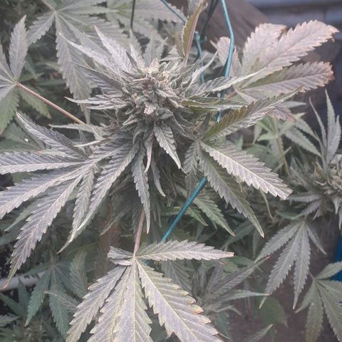 Coco menta  growlog timeline photo