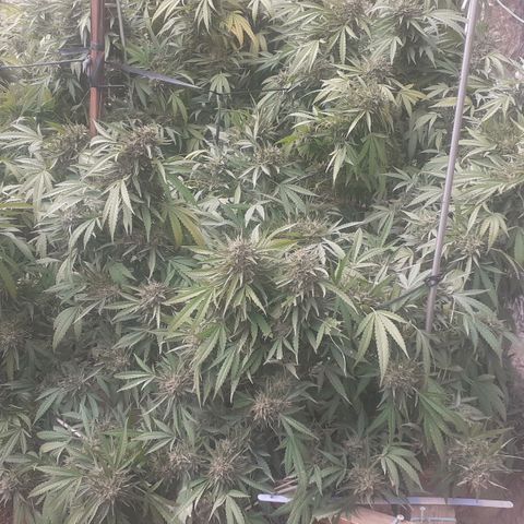 CHMOG growlog timeline photo