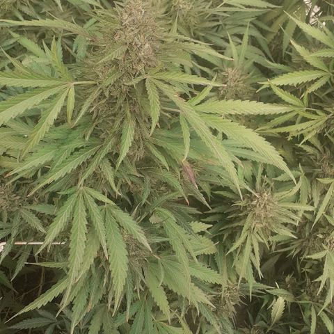 CHMOG growlog timeline photo