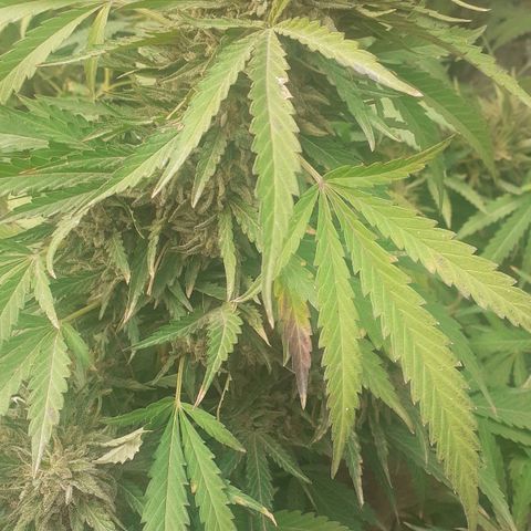 CHMOG growlog timeline photo