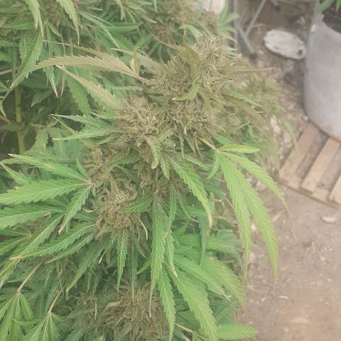 CHMOG growlog timeline photo