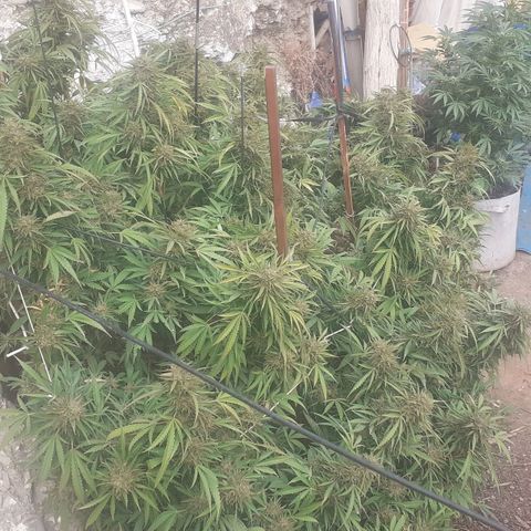 CHMOG growlog timeline photo