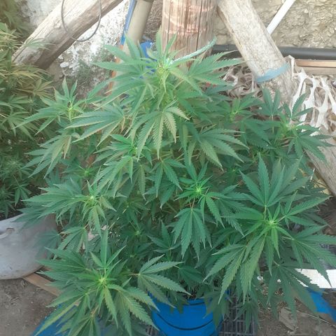 Experiment growlog timeline photo