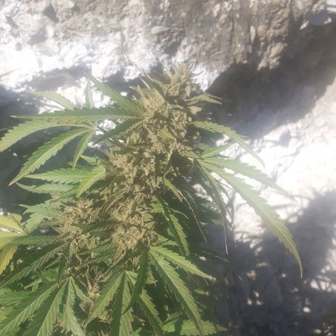CHMOG growlog timeline photo