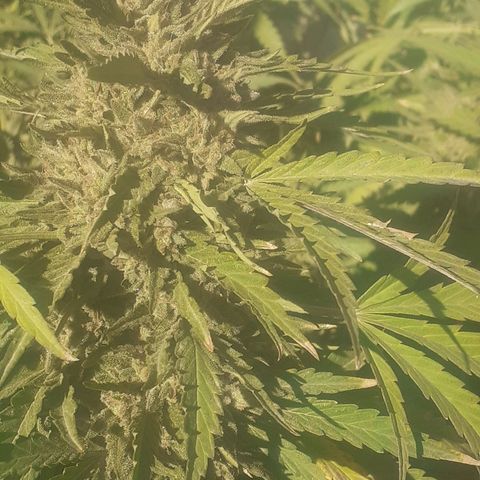 CHMOG growlog timeline photo