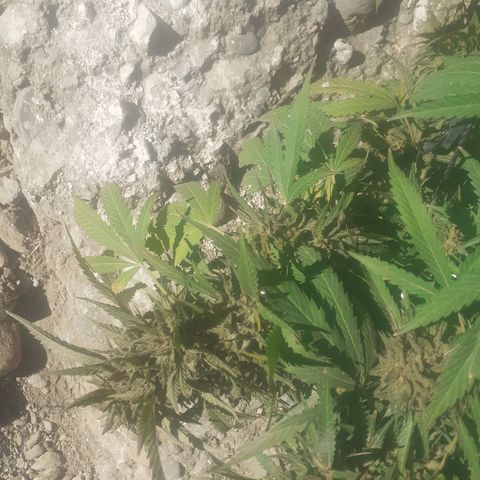 CHMOG growlog timeline photo