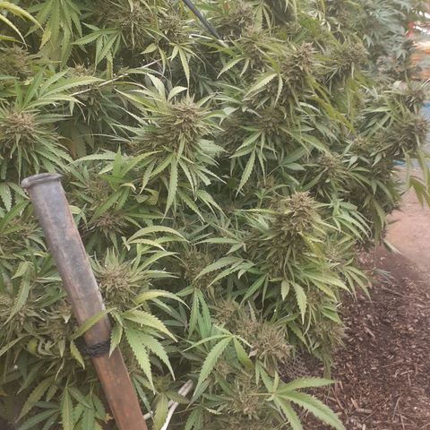 CHMOG growlog timeline photo