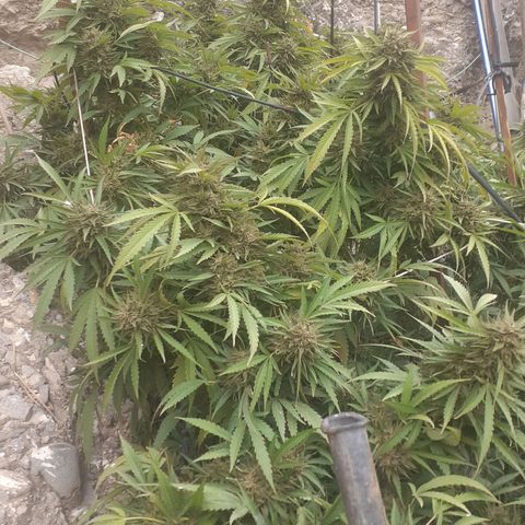 CHMOG growlog timeline photo