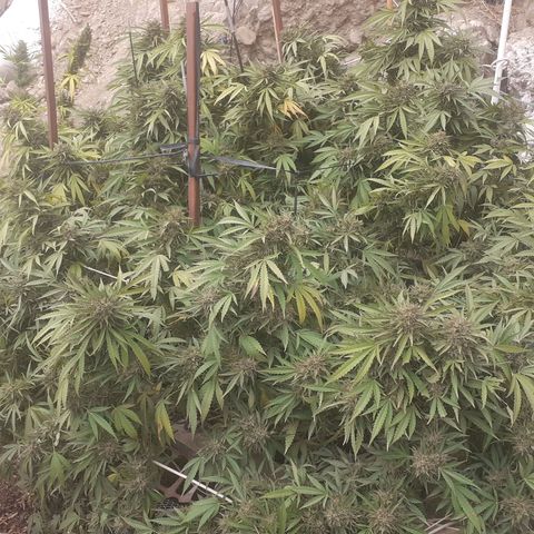 CHMOG growlog timeline photo