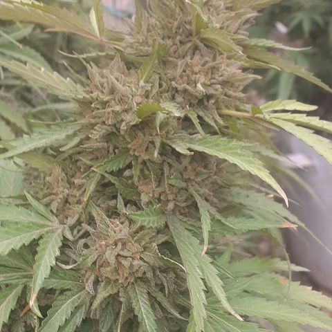 CHMOG growlog timeline photo