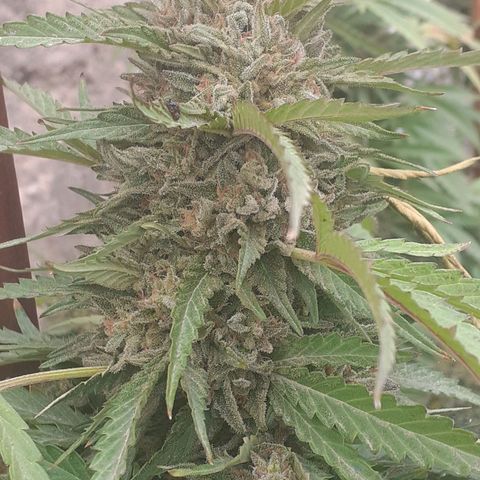 CHMOG growlog timeline photo