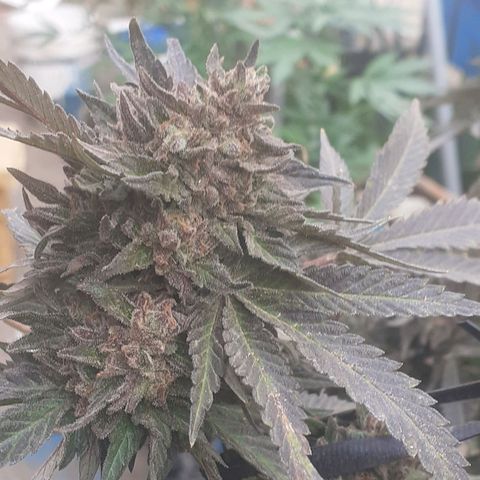 Coco menta  growlog timeline photo