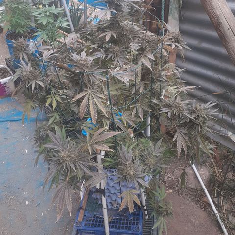 Coco menta  growlog timeline photo