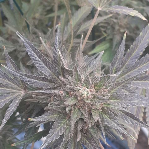 Coco menta  growlog timeline photo