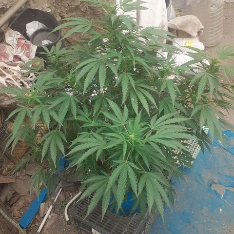 Experiment growlog timeline photo