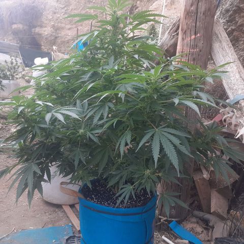 Experiment growlog timeline photo