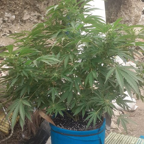 Experiment growlog timeline photo
