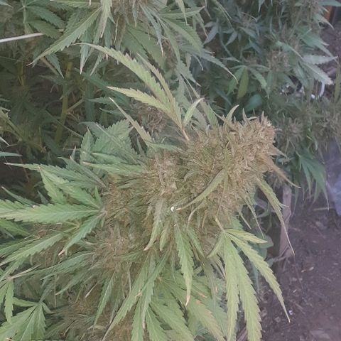 CHMOG growlog timeline photo