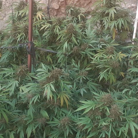 CHMOG growlog timeline photo