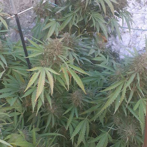 CHMOG growlog timeline photo