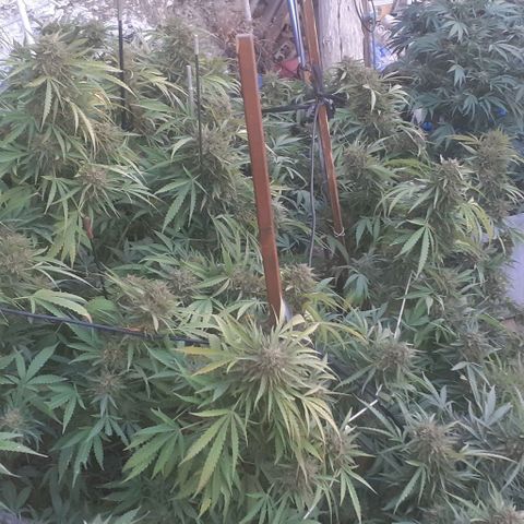 CHMOG growlog timeline photo