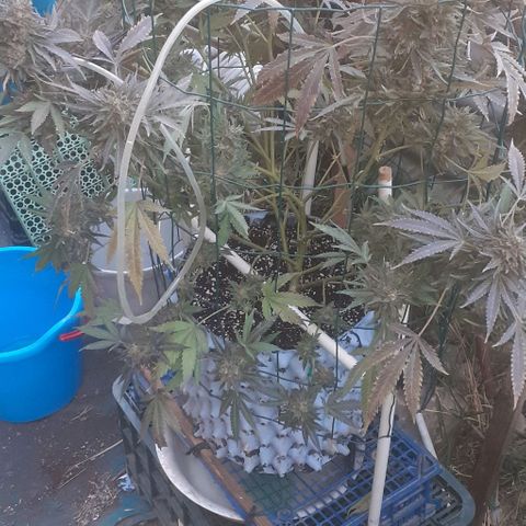 Coco menta  growlog timeline photo