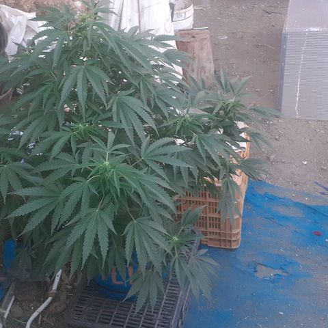 Experiment growlog timeline photo