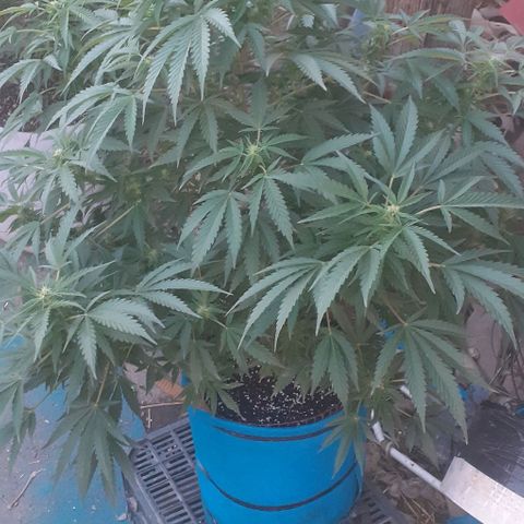 Experiment growlog timeline photo